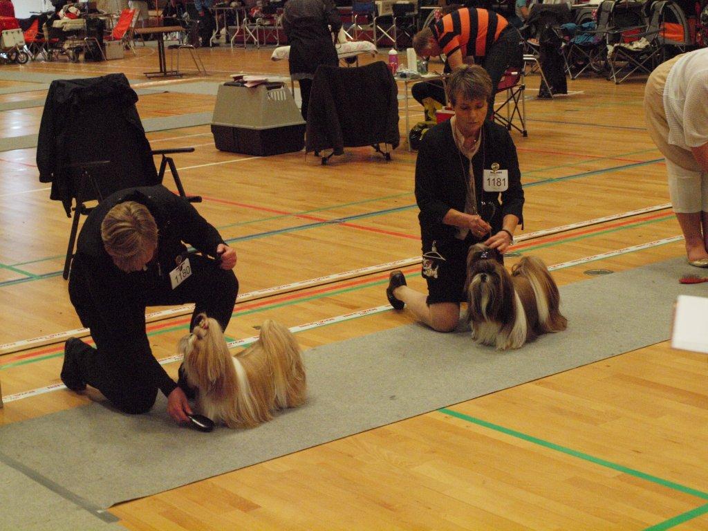 Shih Tzu Danmark